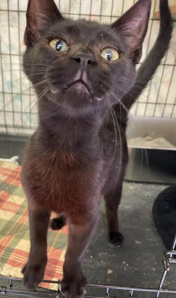 A baby small-sized male Domestic Short Hair cat named Bojangles for adoption in Muskegon, MI