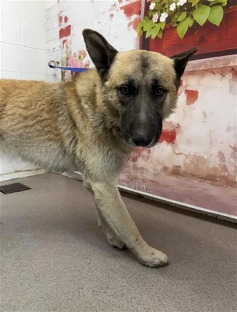 A young extra large-sized male German Shepherd Dog dog named Moses for adoption in San Bernardino, CA
