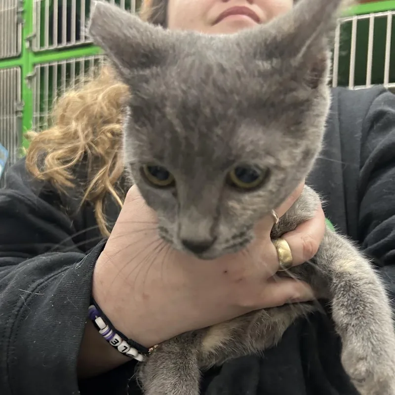 Painted Baby Bonded To