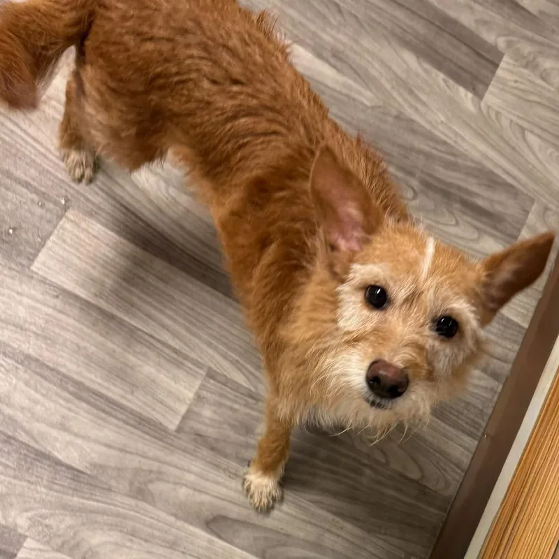 An adult small-sized female Red / Chestnut / Orange Terrier dog named Dove for adoption in Graham, WA