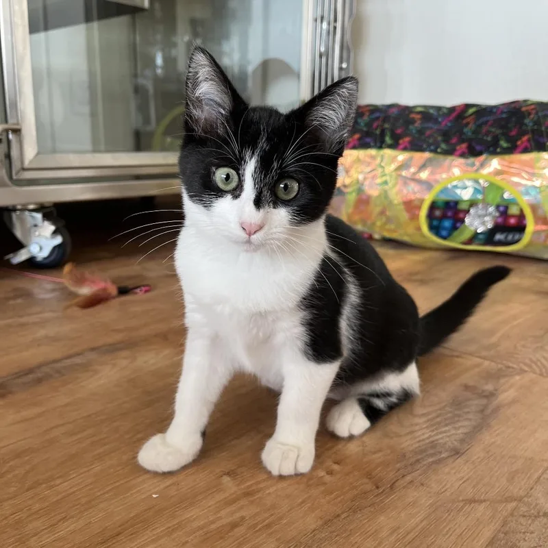 Piper