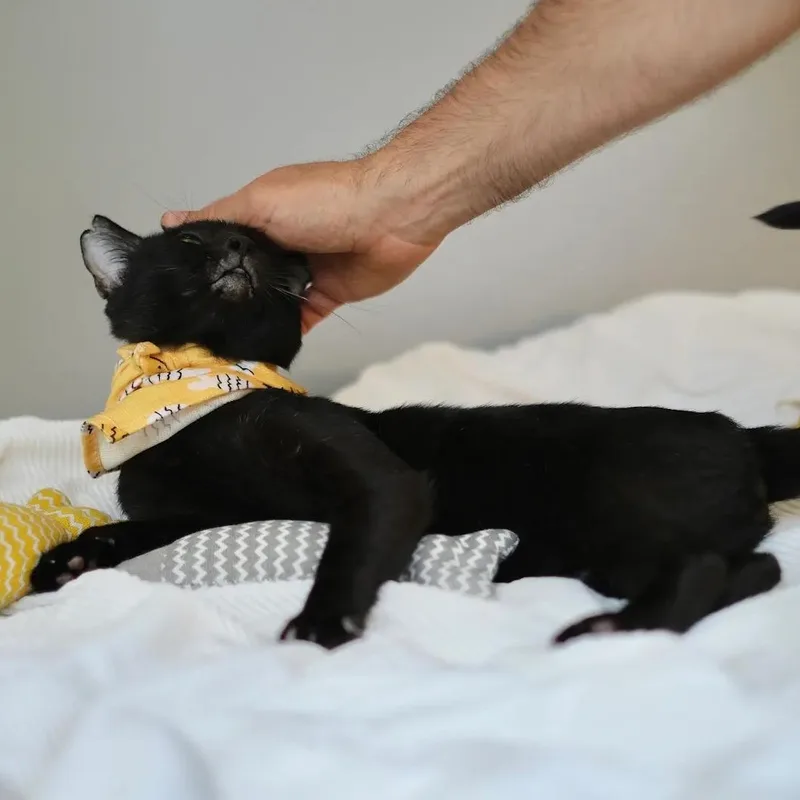 An adult medium-sized male Black Bombay cat named Caviar for adoption in Miami, FL