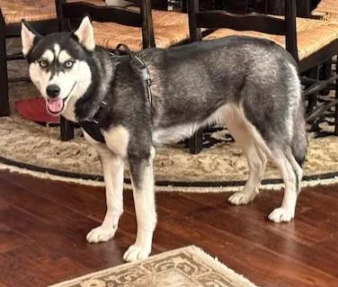 Luna Lee thumbnail 4