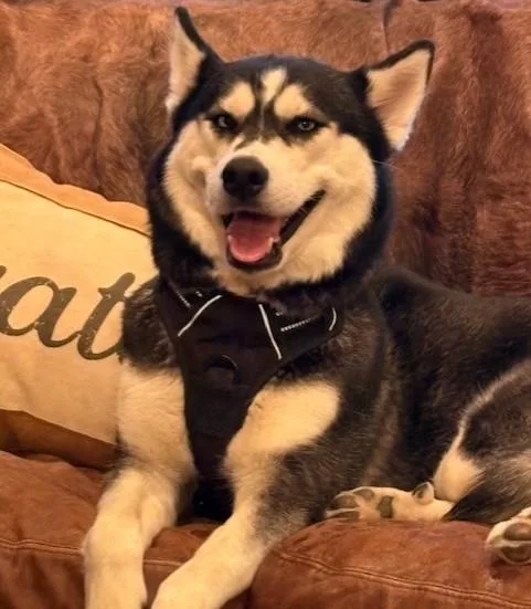 Luna Lee thumbnail 5