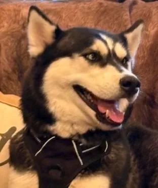 Luna Lee thumbnail 6