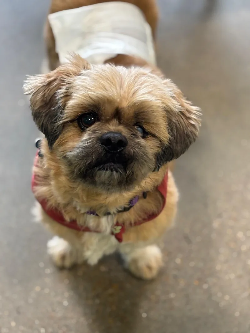 Scruffie thumbnail 4