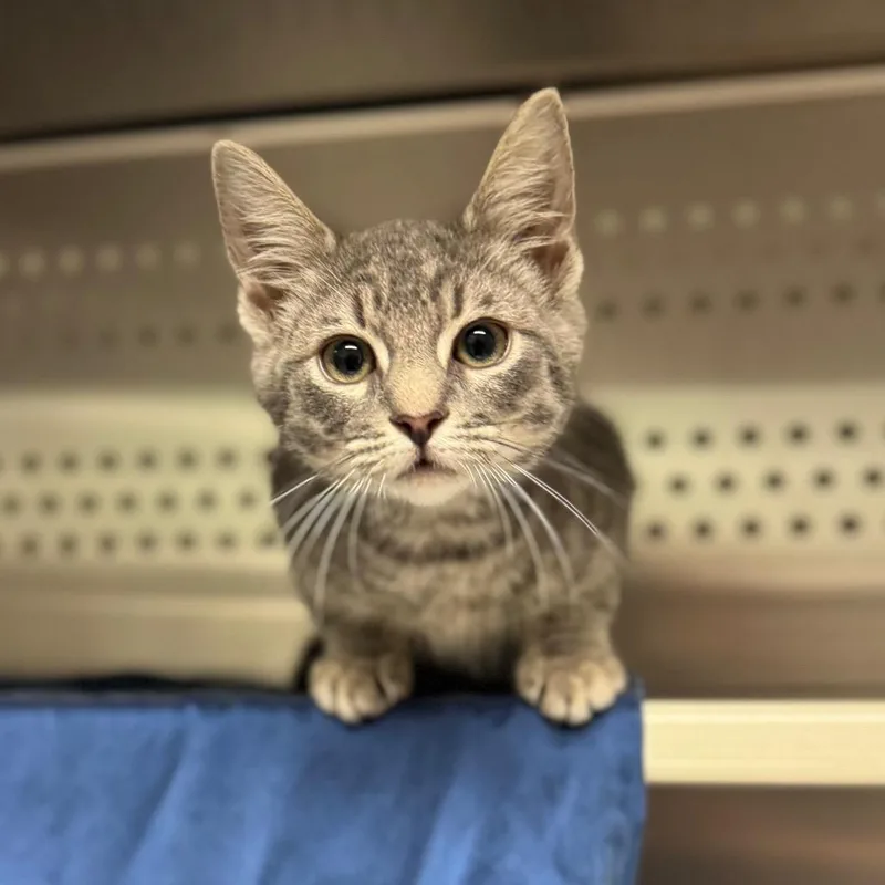 A baby small-sized male Gray / Blue / Silver Domestic Short Hair cat named Ernie for adoption in Hendersonville, NC