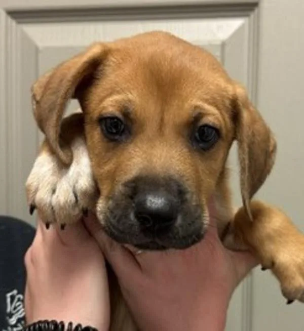 A baby medium-sized male Black Mouth Cur dog named Snoop for adoption in Littleton, CO