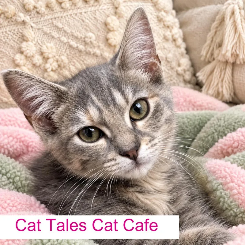A baby medium-sized female Domestic Short Hair cat named Stella for adoption in Chapel Hill, NC