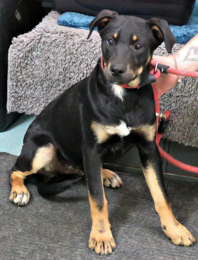 A young medium-sized male Black Labrador Retriever dog named Rhett for adoption in Lexington, VA