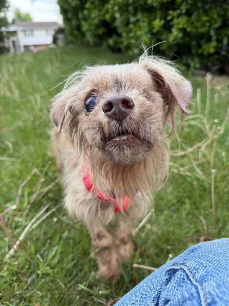 A senior small-sized male Terrier dog named Rocky for adoption in New York, NY