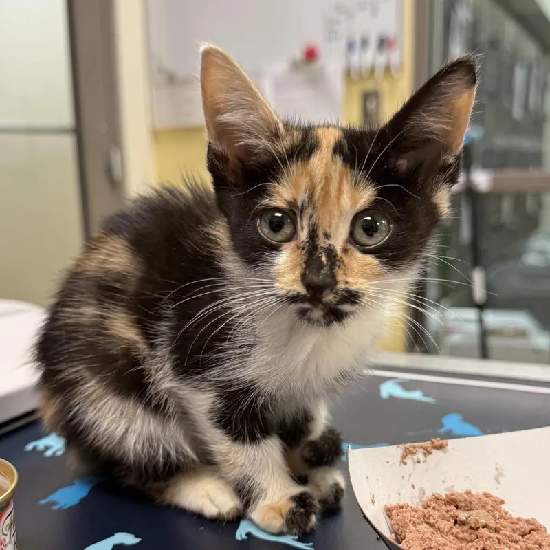 A baby small-sized female Calico Domestic Short Hair cat named Xena for adoption in Lynchburg, VA