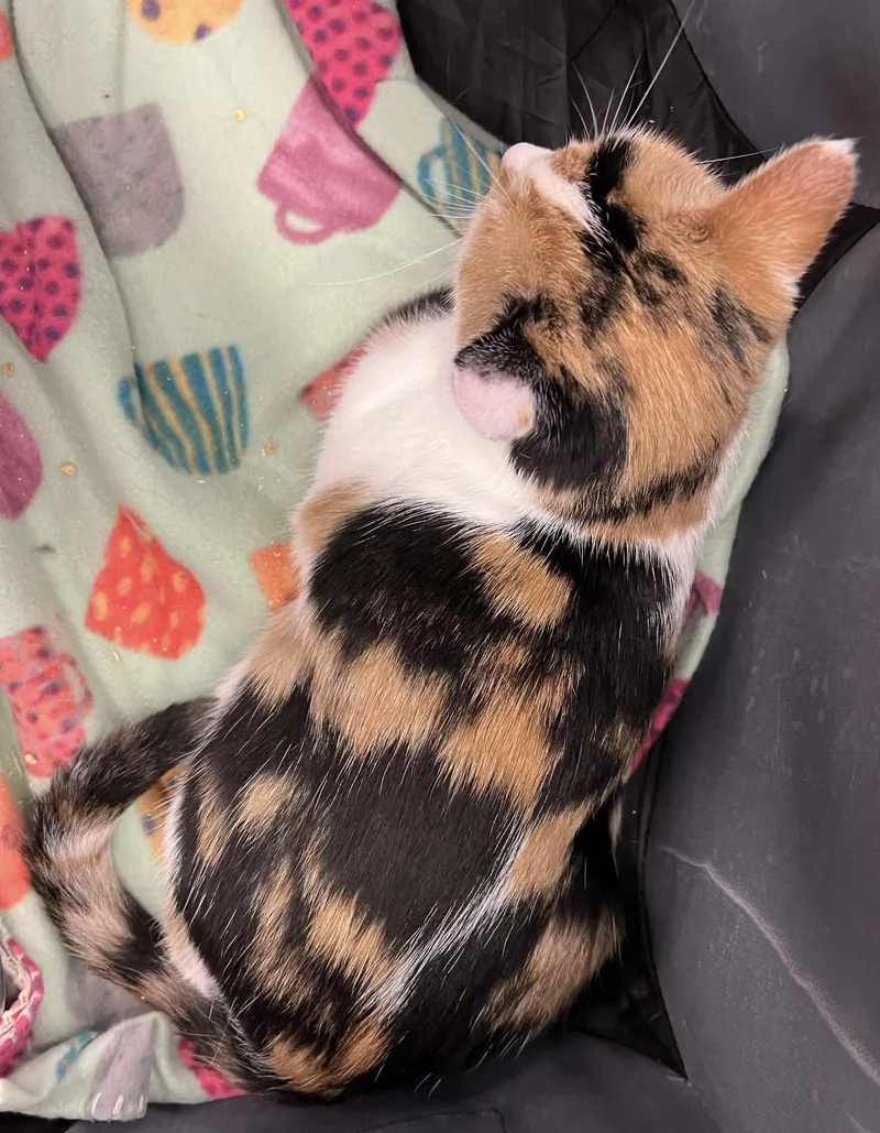An adult small-sized female Calico Domestic Short Hair cat named Bebee for adoption in Stoughton, WI