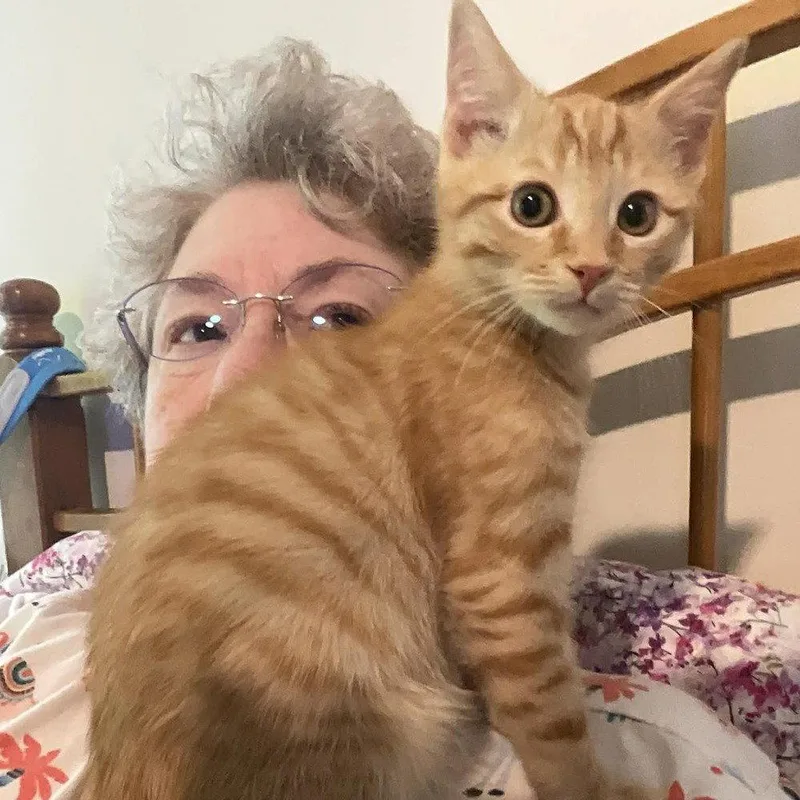 A baby medium-sized male Domestic Short Hair cat named Mango Tango for adoption in Candler, NC