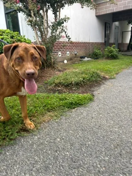 An adult extra large-sized male Labrador Retriever dog named Crumpit for adoption in Savannah, GA