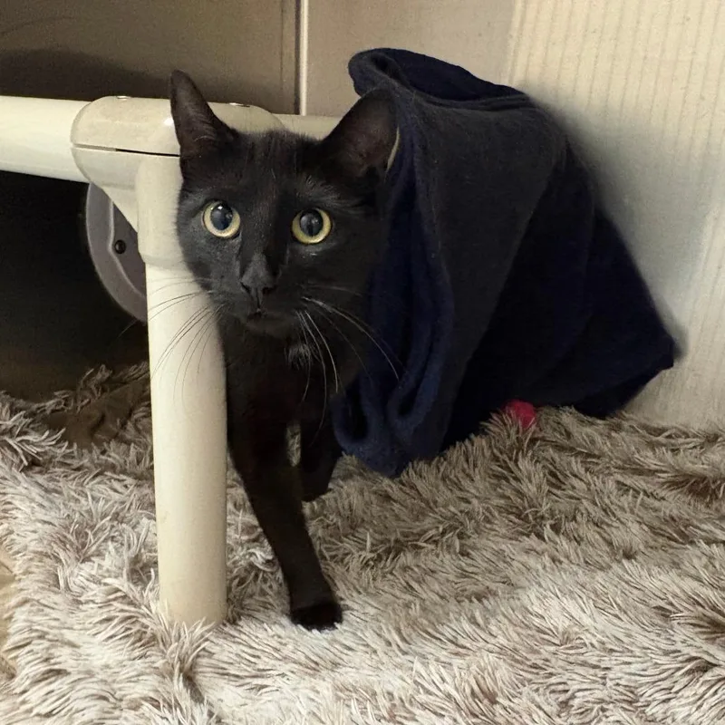 A young medium-sized female Black Domestic Short Hair cat named Charlie for adoption in Brockton, MA