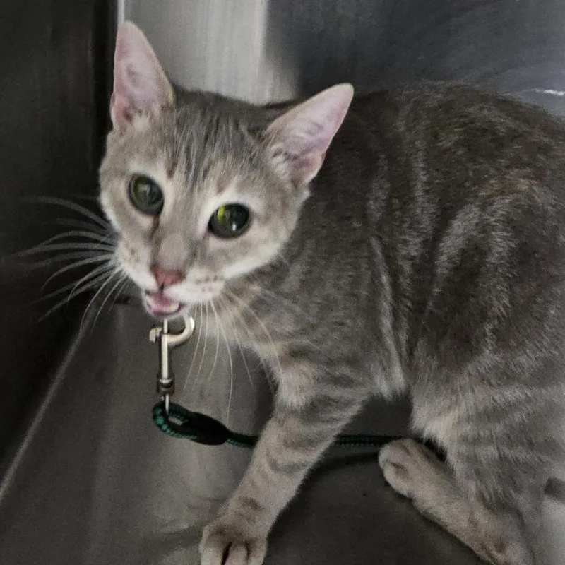 An adult medium-sized female Gray / Blue / Silver Domestic Short Hair cat named Miss for adoption in Newark, NJ
