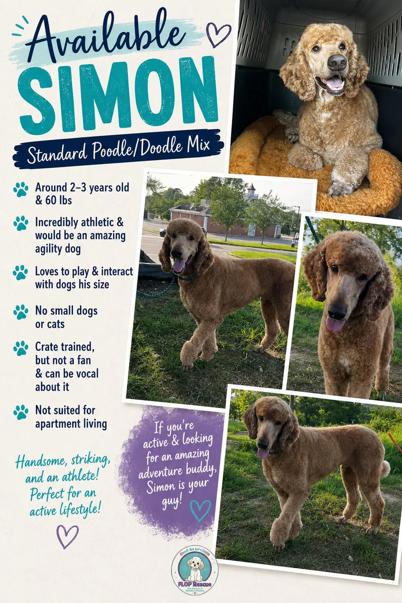 Simon thumbnail 3