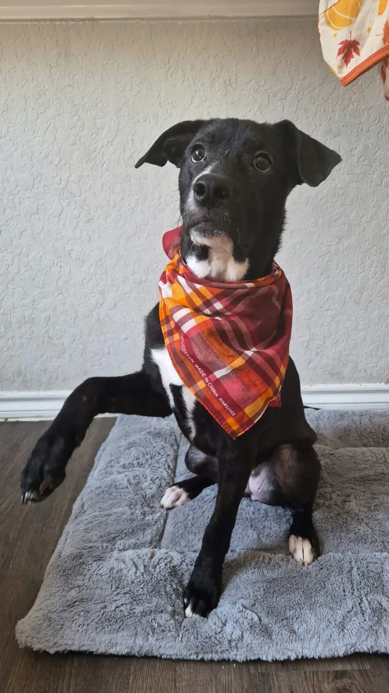 A young medium-sized female Terrier dog named Mary for adoption in Mico, TX