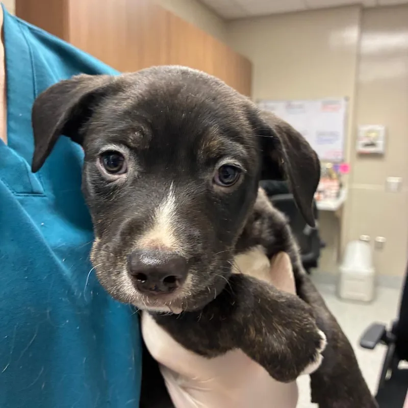 A young small-sized male Black Pit Bull Terrier dog named Bando for adoption in Reno, NV