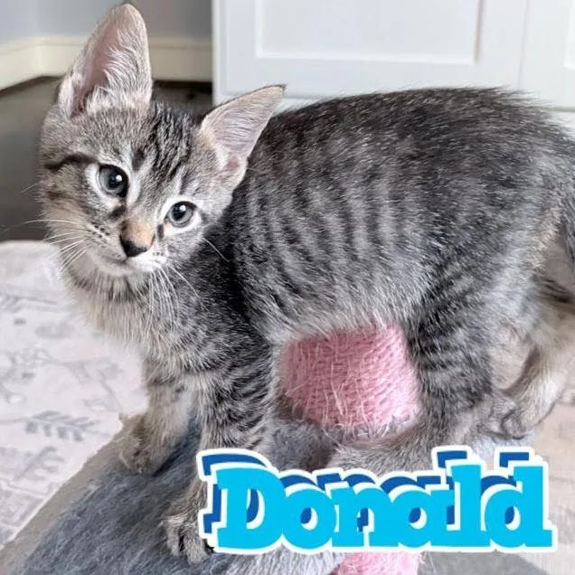 A baby small-sized male American Shorthair cat named Donald for adoption in Houston, TX