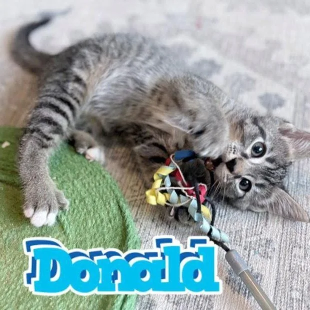 Donald thumbnail 2