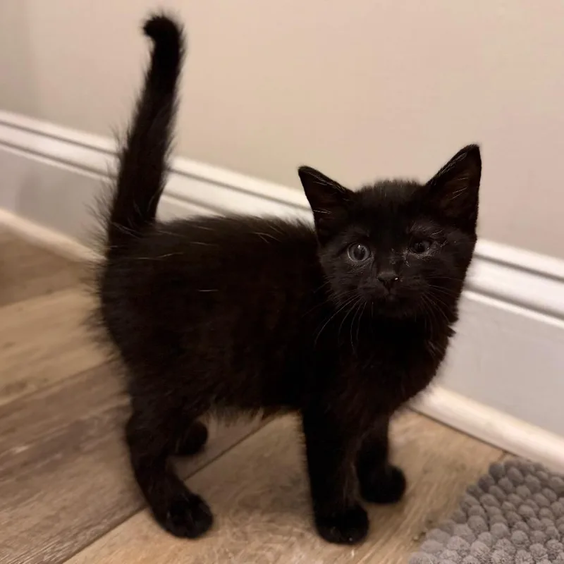 A baby small-sized male Domestic Short Hair cat named Lincoln for adoption in Marshall, VA