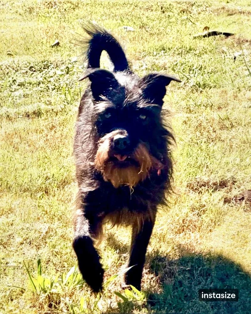 An adult medium-sized female Mixed Breed dog named Rosa for adoption in Dunwoody, GA