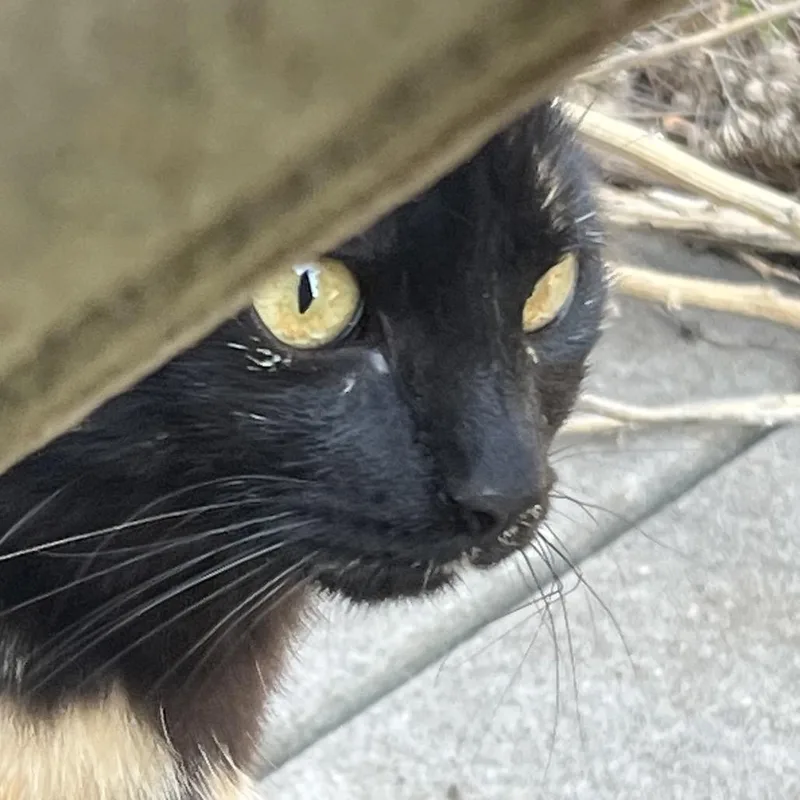 Maureen O'hara thumbnail 3