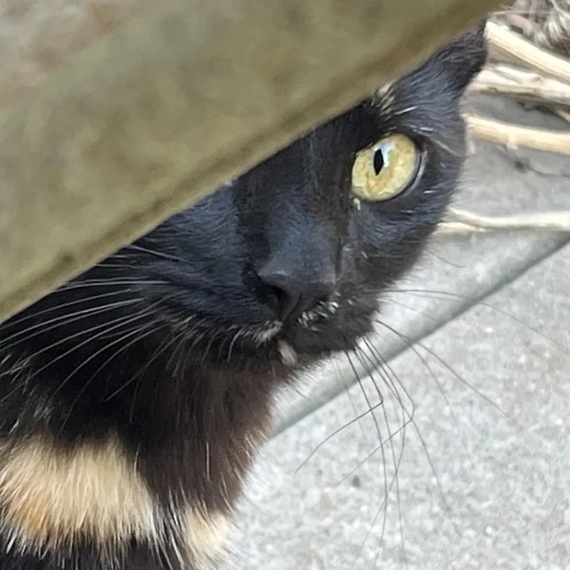 Maureen O'hara thumbnail 4