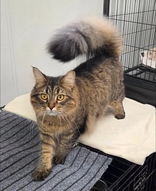 An adult large-sized male Domestic Long Hair cat named Jelly Bean for adoption in Grosse Ile, MI