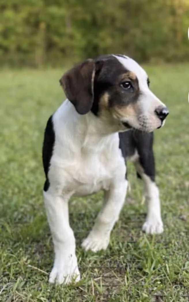 Baxter thumbnail 3