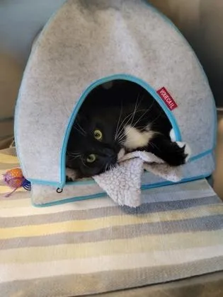 An adult medium-sized male Domestic Long Hair cat named Socks for adoption in Fergus Falls, MN