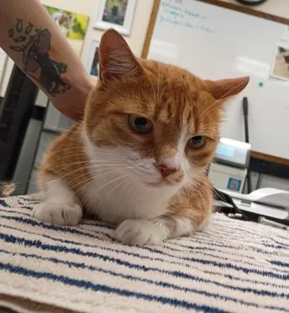 An adult small-sized male Domestic Short Hair cat named Fluffy for adoption in Palm Coast, FL