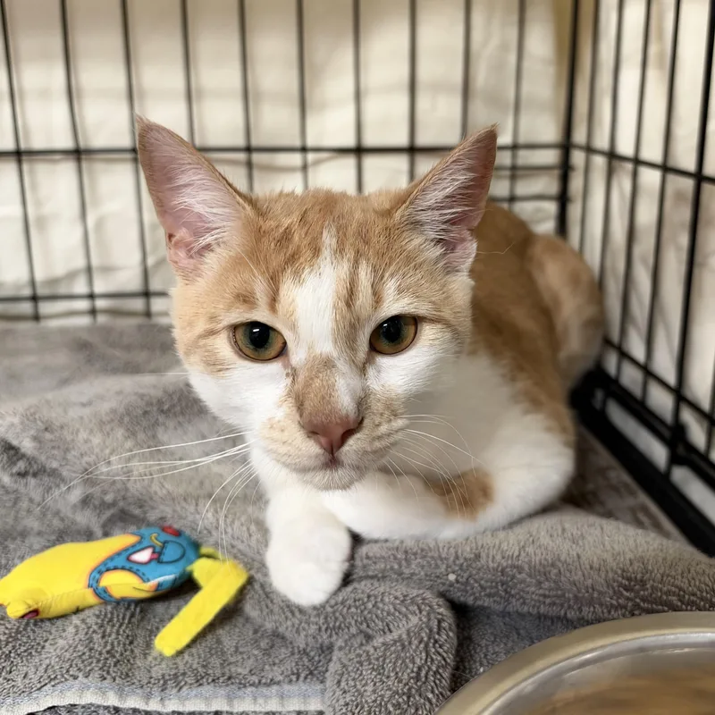 A baby medium-sized male Domestic Short Hair cat named Tarzan for adoption in Clifton, NJ