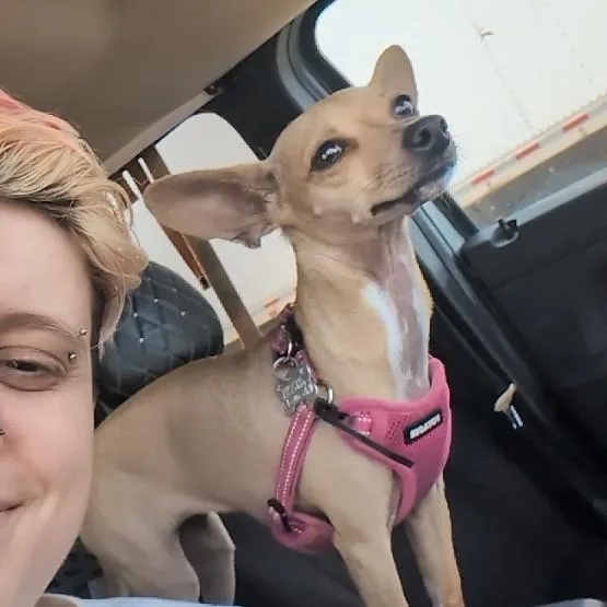 An adult small-sized female Yellow / Tan / Blond / Fawn Chihuahua dog named Miss Mary Courtesy Listing for adoption in Midland, MI