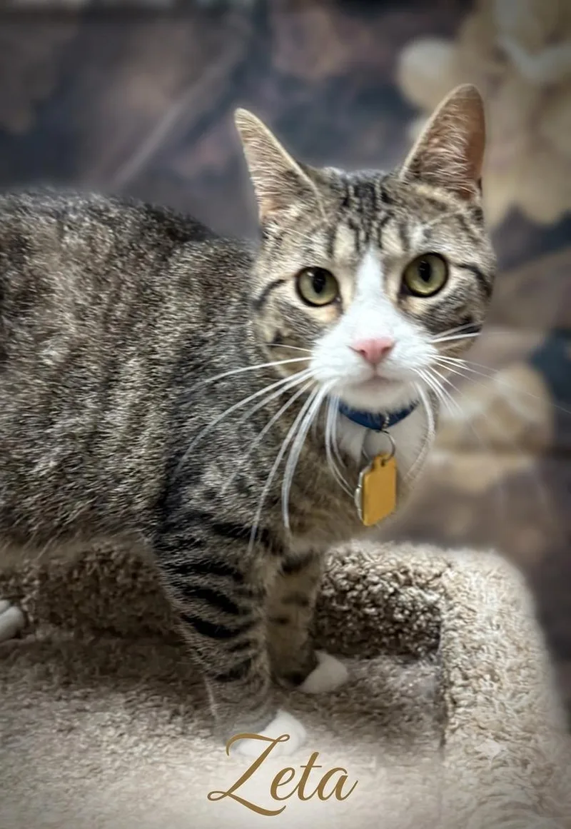 An adult medium-sized female Domestic Short Hair cat named Zeta for adoption in Aurora, NE