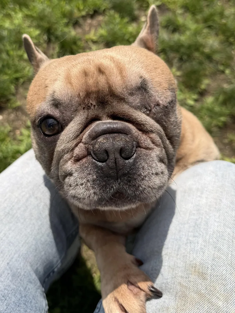 An adult medium-sized male Yellow / Tan / Blond / Fawn French Bulldog dog named Winslow Tag for adoption in Central Islip, NY