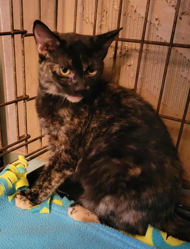 Daphne =^.^= thumbnail 3