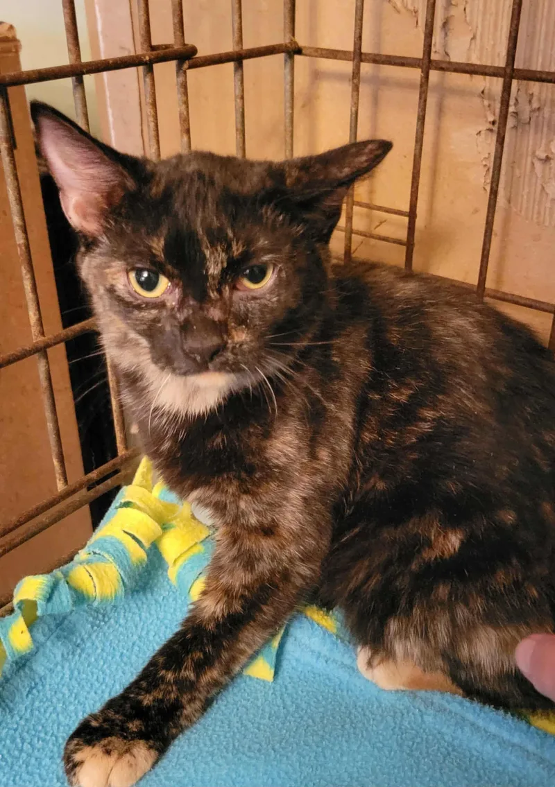 Daphne =^.^= thumbnail 4