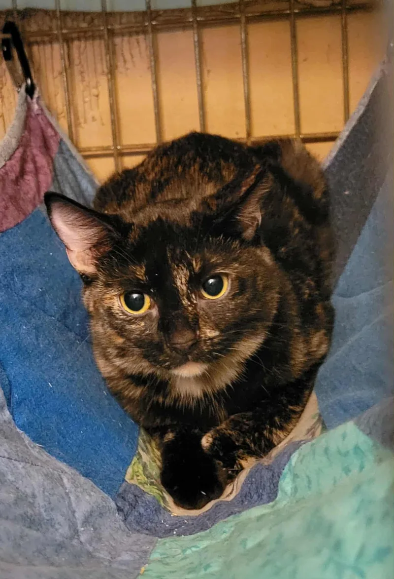 Daphne =^.^= thumbnail 5