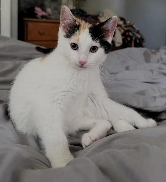 A young medium-sized female Dilute Calico Calico cat named Misto for adoption in Pottstown, PA