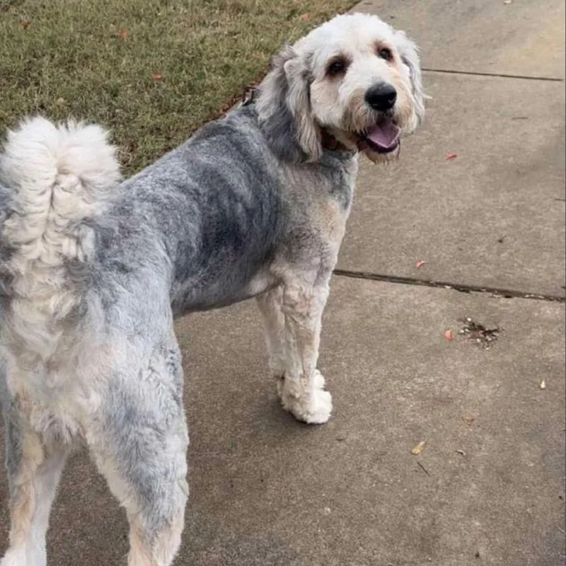 An adult extra large-sized male Gray / Blue / Silver Standard Poodle dog named Bentley for adoption in Cedar Park, TX