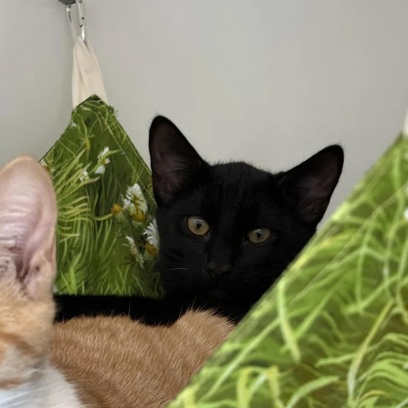 A young medium-sized male Domestic Short Hair cat named Magnet for adoption in Oakland, CA