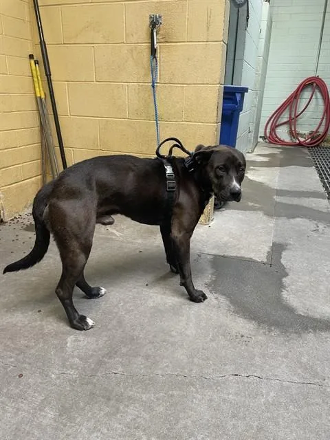 An adult medium-sized male Pit Bull Terrier dog named Guido for adoption in Stockton, CA