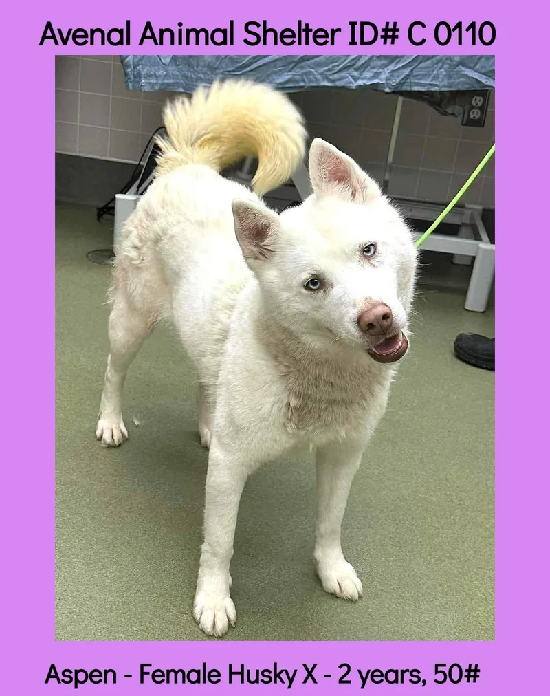 A young medium-sized female White / Cream Husky dog named Aspen for adoption in Avenal, CA
