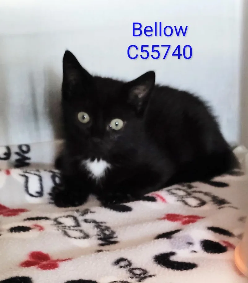 Bellow