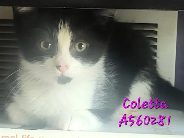 A baby small-sized female Domestic Short Hair cat named Coletta for adoption in Fort Wayne, IN