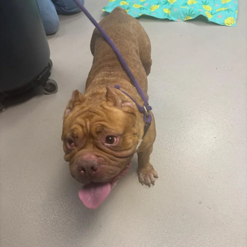 An adult medium-sized female Red / Chestnut / Orange Mixed Breed dog named Potato for adoption in Newark, NJ