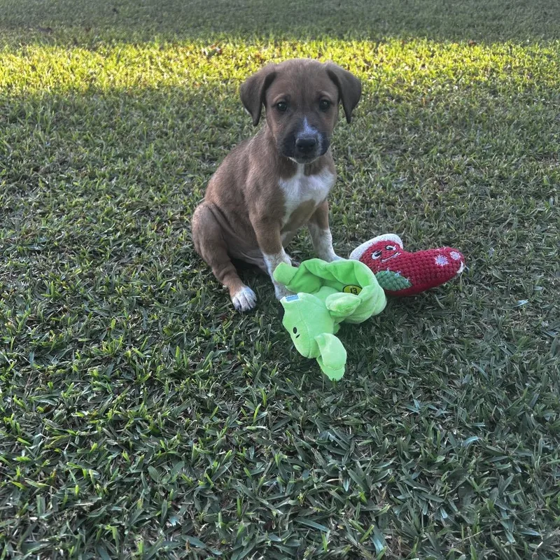 A baby small-sized female Brown / Chocolate Mixed Breed dog named Archie for adoption in Oakdale, LA